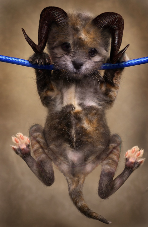 Photoshop Design by toadclipper for DesignCrowd (Community Contests) | Design #9081489