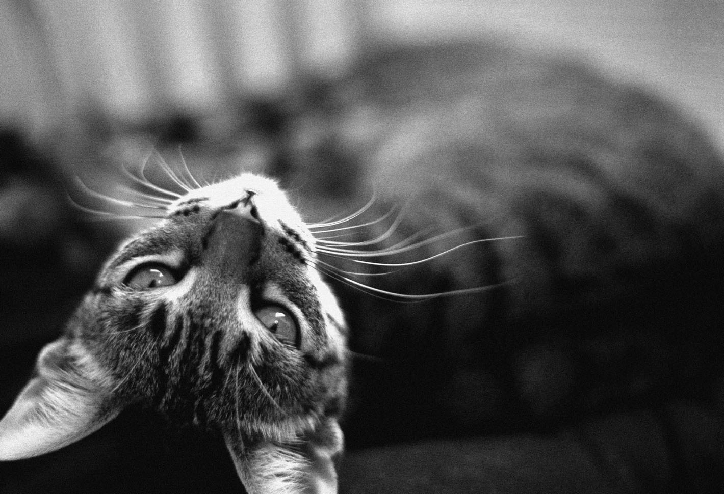 Photography by Yippeekiyays for DesignCrowd (Community Contests) | Design #9085633