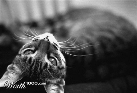 Photography by Yippeekiyays
