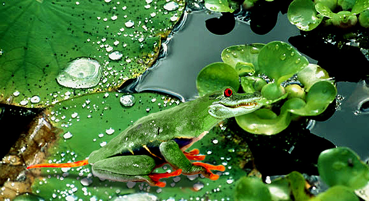 Photoshop Design by PaulC44446 for DesignCrowd (Community Contests) | Design #9081570