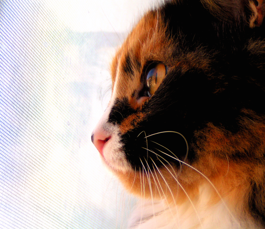 Photographie par jasoned pour DesignCrowd (Community Contests) | Design #9085630