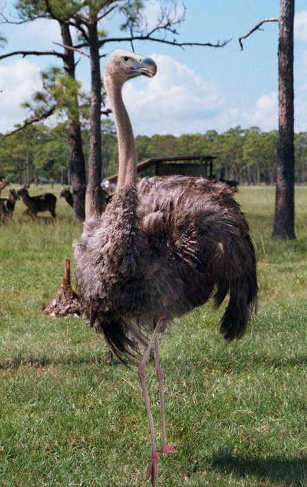 Photoshop Design by imalogo for DesignCrowd (Community Contests) | Design #9081520