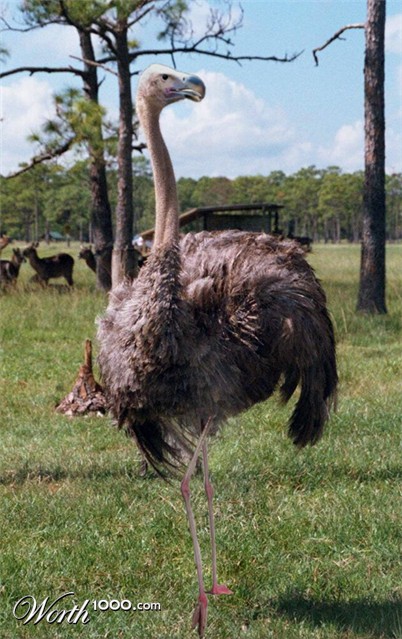 Photoshop Design by imalogo