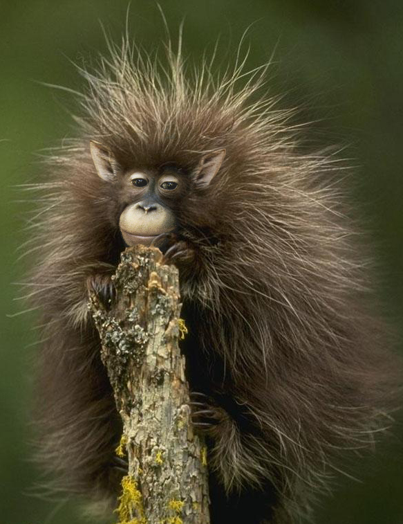 Photoshop-Design von Dziedzic für DesignCrowd (Community Contests) | Design #9081536