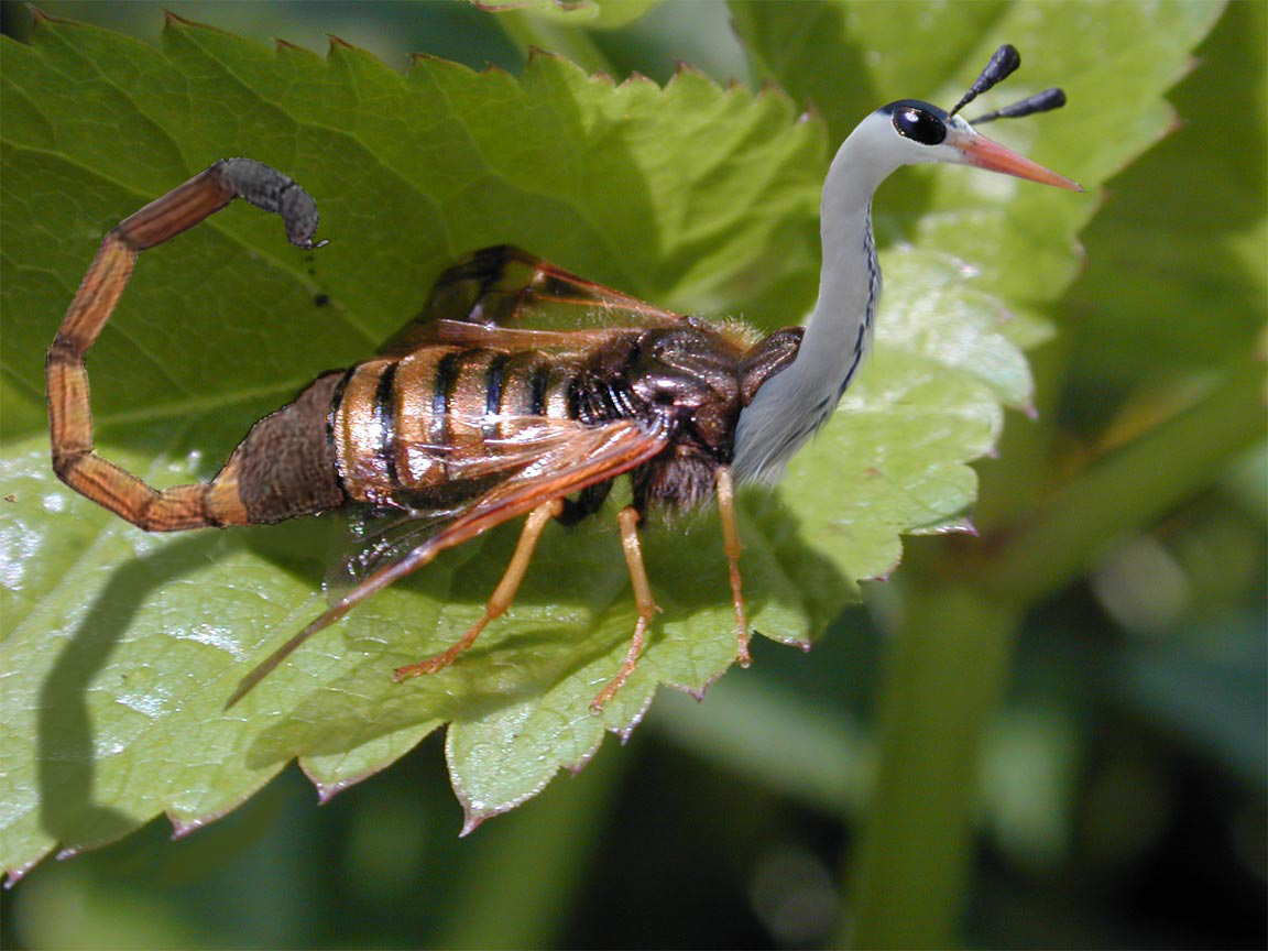 Diseño de Photoshop por spiraleye para DesignCrowd (Community Contests) | Diseño #9081558