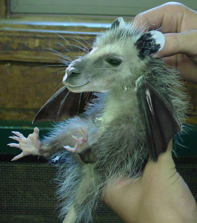 Photoshop Design by lebbTN for DesignCrowd (Community Contests) | Design #9081521