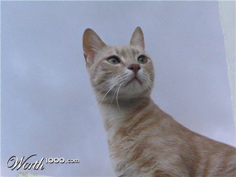 Photography by Piccinini