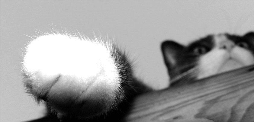 Fotografie von CSC10000 für DesignCrowd (Community Contests) | Design #9085602