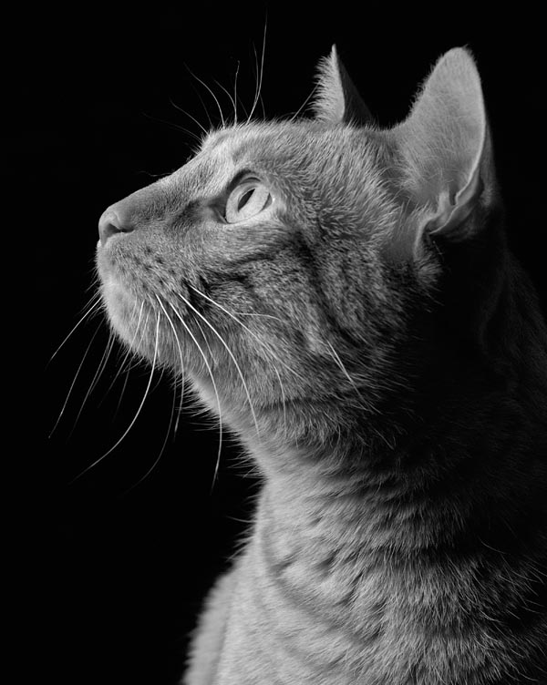 Fotografie von kualgu für DesignCrowd (Community Contests) | Design #9085612