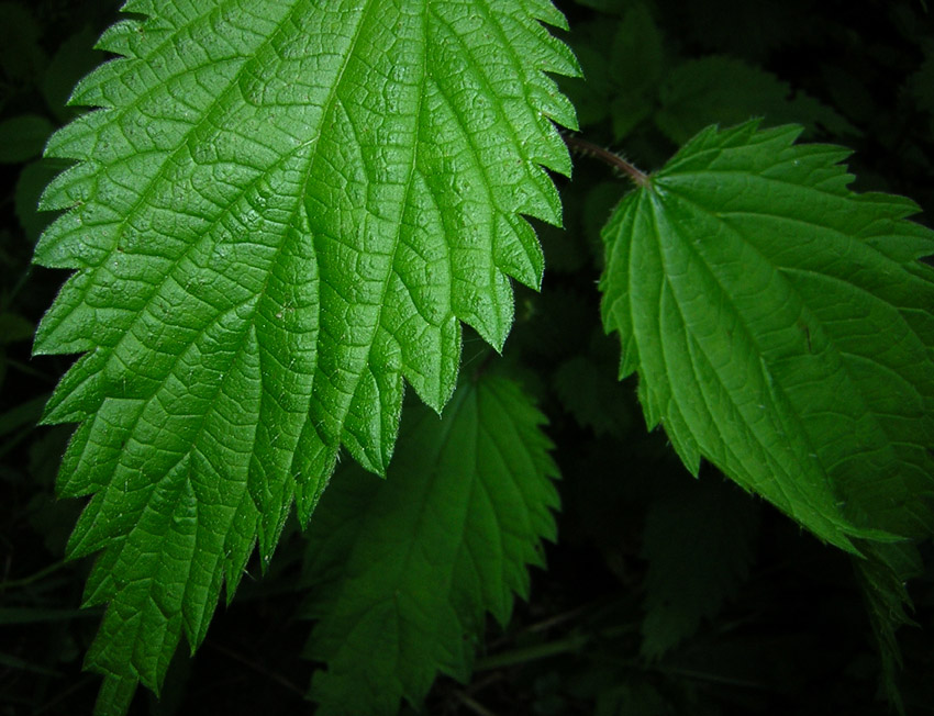 Fotografía por stewacrowd para DesignCrowd (Community Contests) | Diseño #9082240