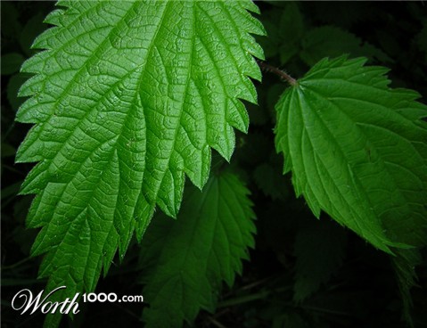 Photography by stewacrowd