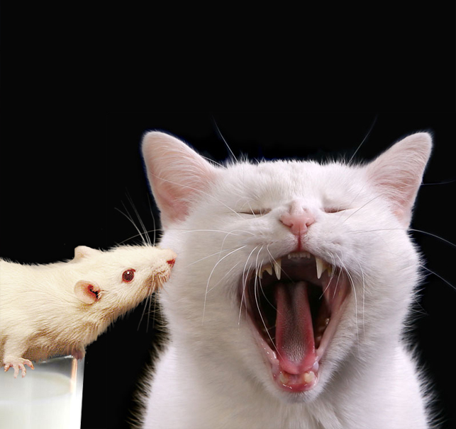 Photoshop-Design von msNicole für DesignCrowd (Community Contests) | Design #9085131