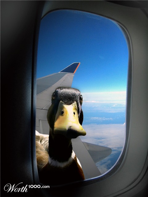 Photoshop Design by leghorn