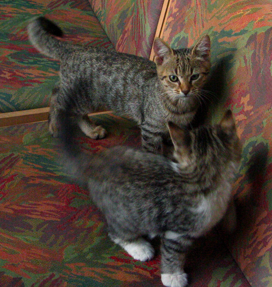 Fotografía por OR para DesignCrowd (Community Contests) | Diseño #9085660