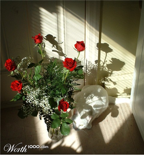 Photography by jennsee