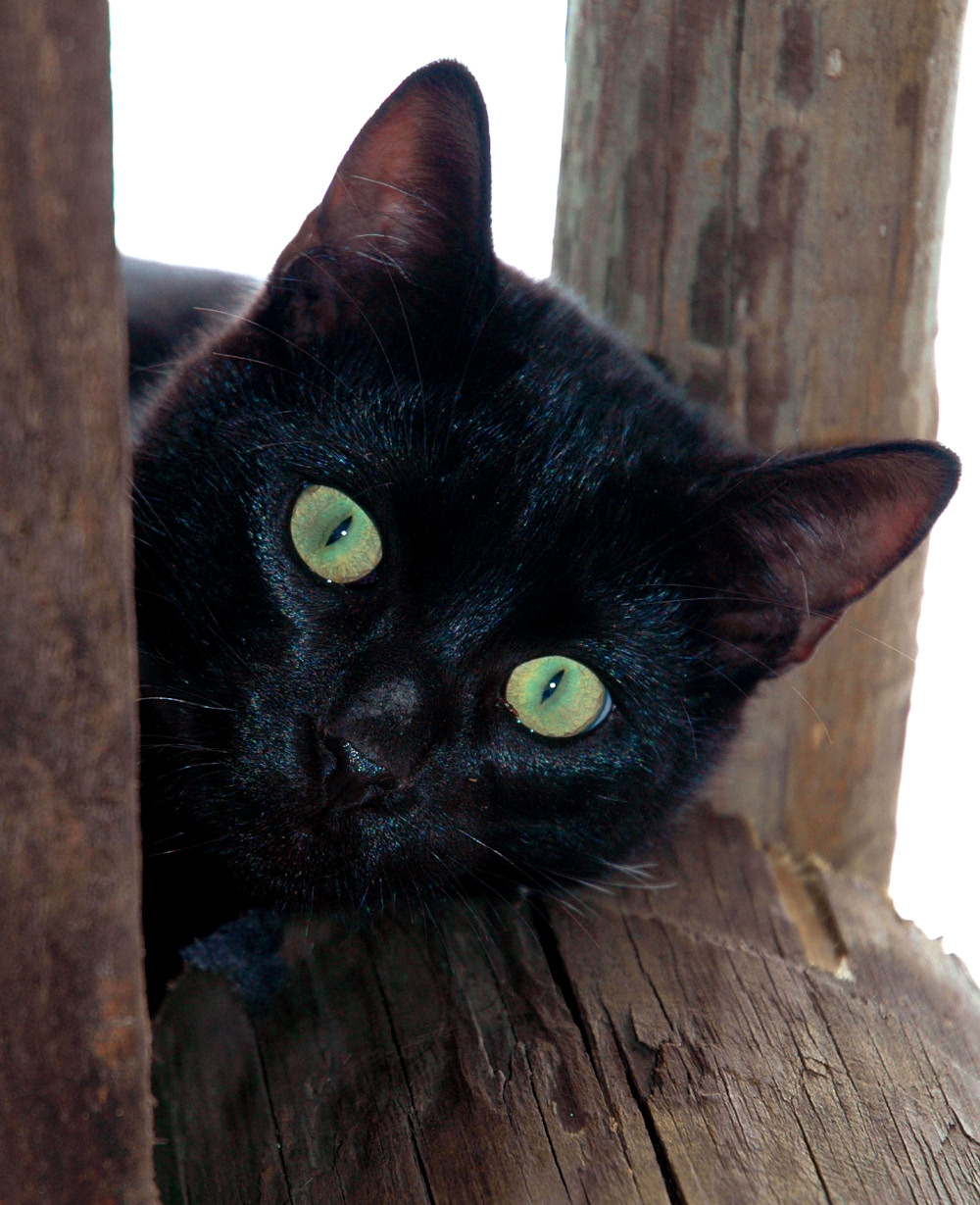 Photography by koalachimbo for DesignCrowd (Community Contests) | Design #9085665