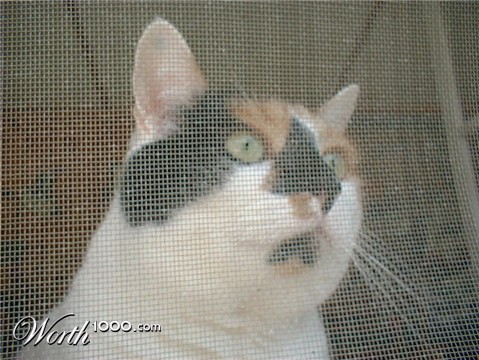 Photography by angel2kiss