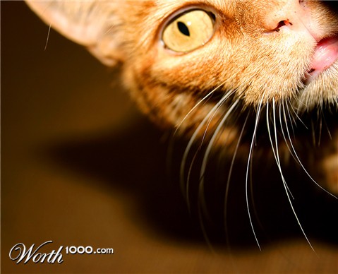 Photography by MrNelson