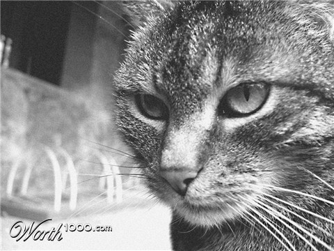 Photography by Chupakabra