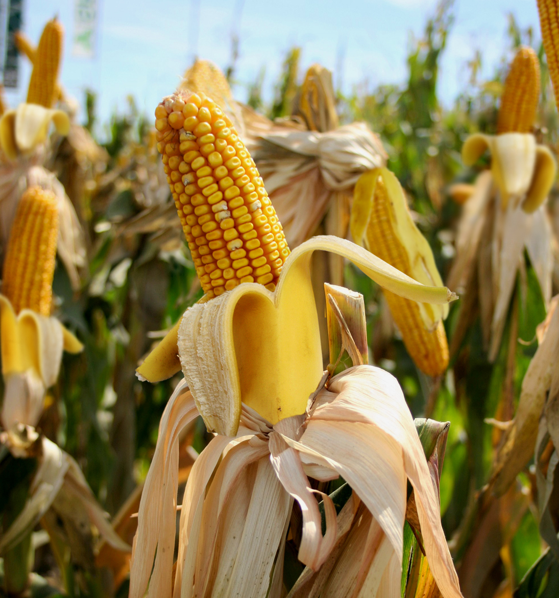 Photoshop Design by Partyshot for DesignCrowd (Community Contests) | Design #9081352