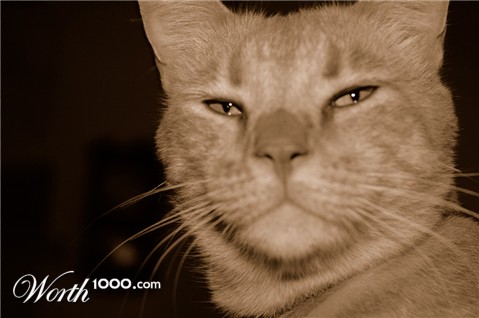 Photography by barwench