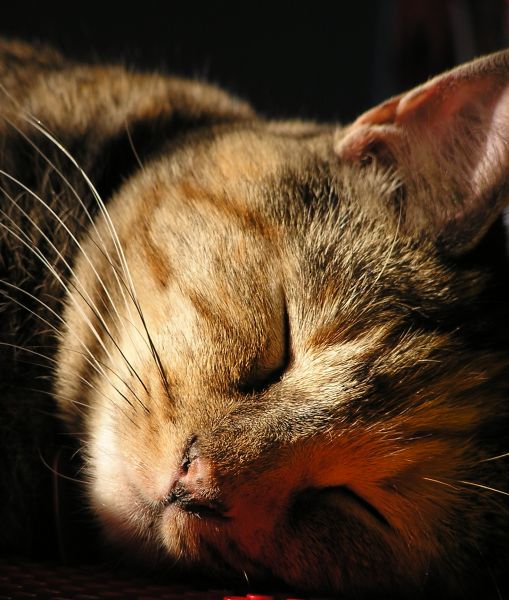 Fotografie von rsvphme für DesignCrowd (Community Contests) | Design #9085681