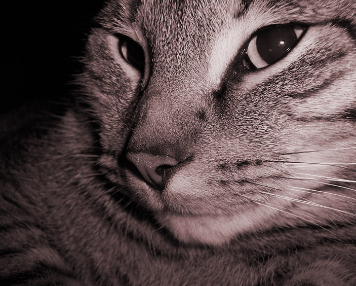 Photography by hephzibah for DesignCrowd (Community Contests) | Design #9085669