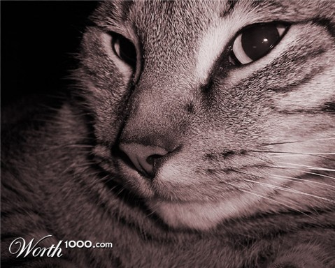 Photography by hephzibah