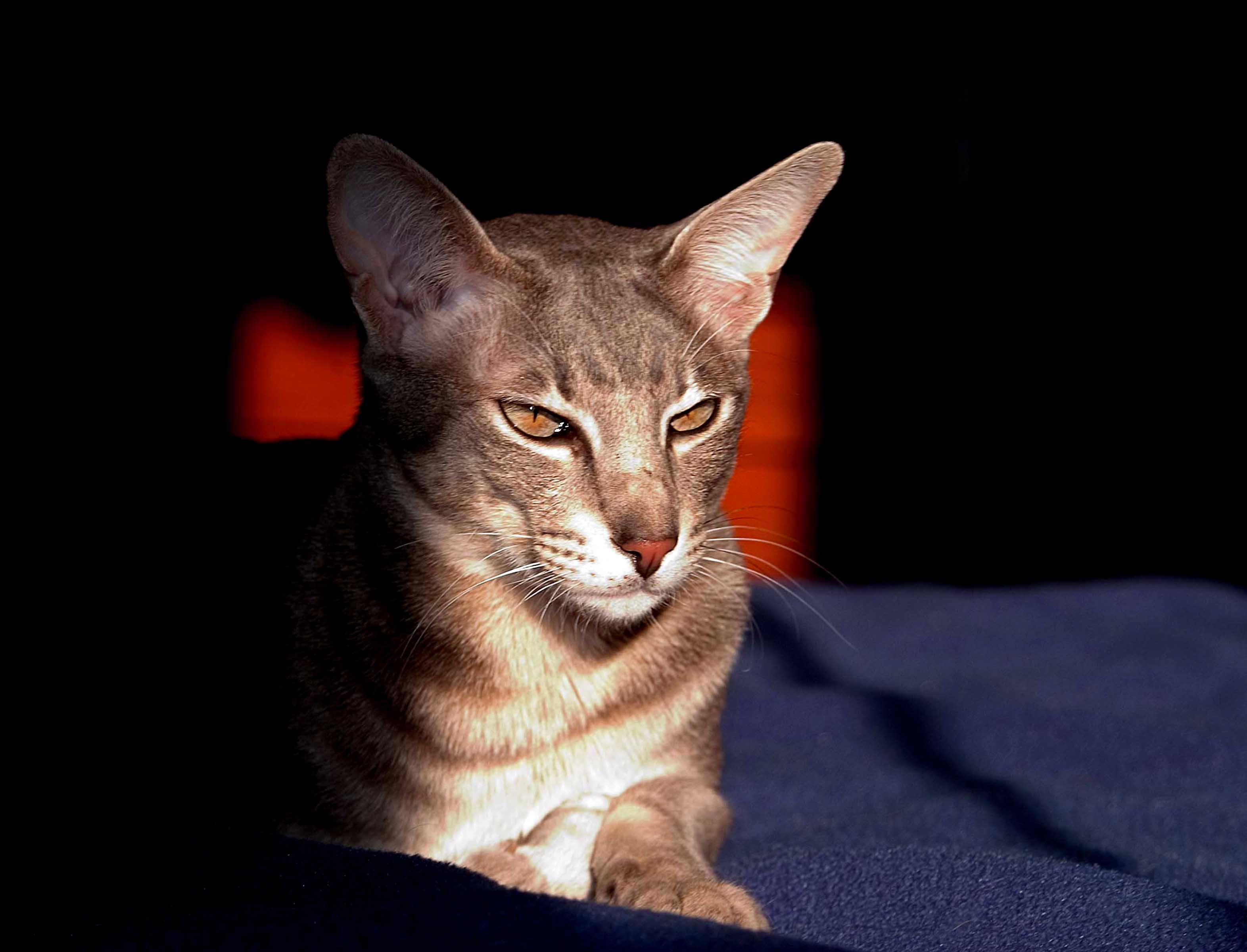 Fotografie von ewall53 für DesignCrowd (Community Contests) | Design #9085671