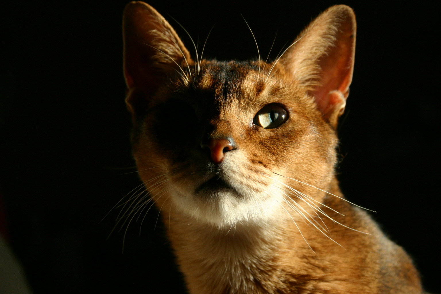 Photography by Legallyblonde877 for DesignCrowd (Community Contests) | Design #9085656