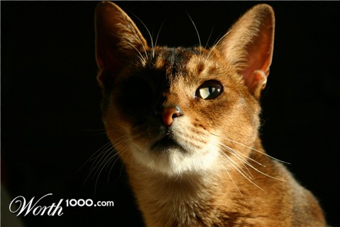 Photography by Legallyblonde877