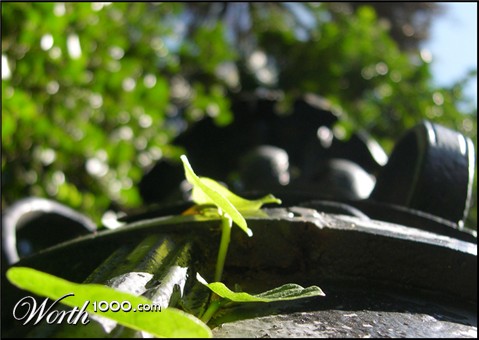 Photography by Scuzem