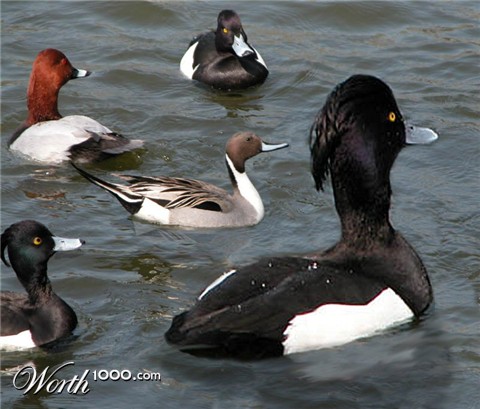 Photoshop Design by cricket1