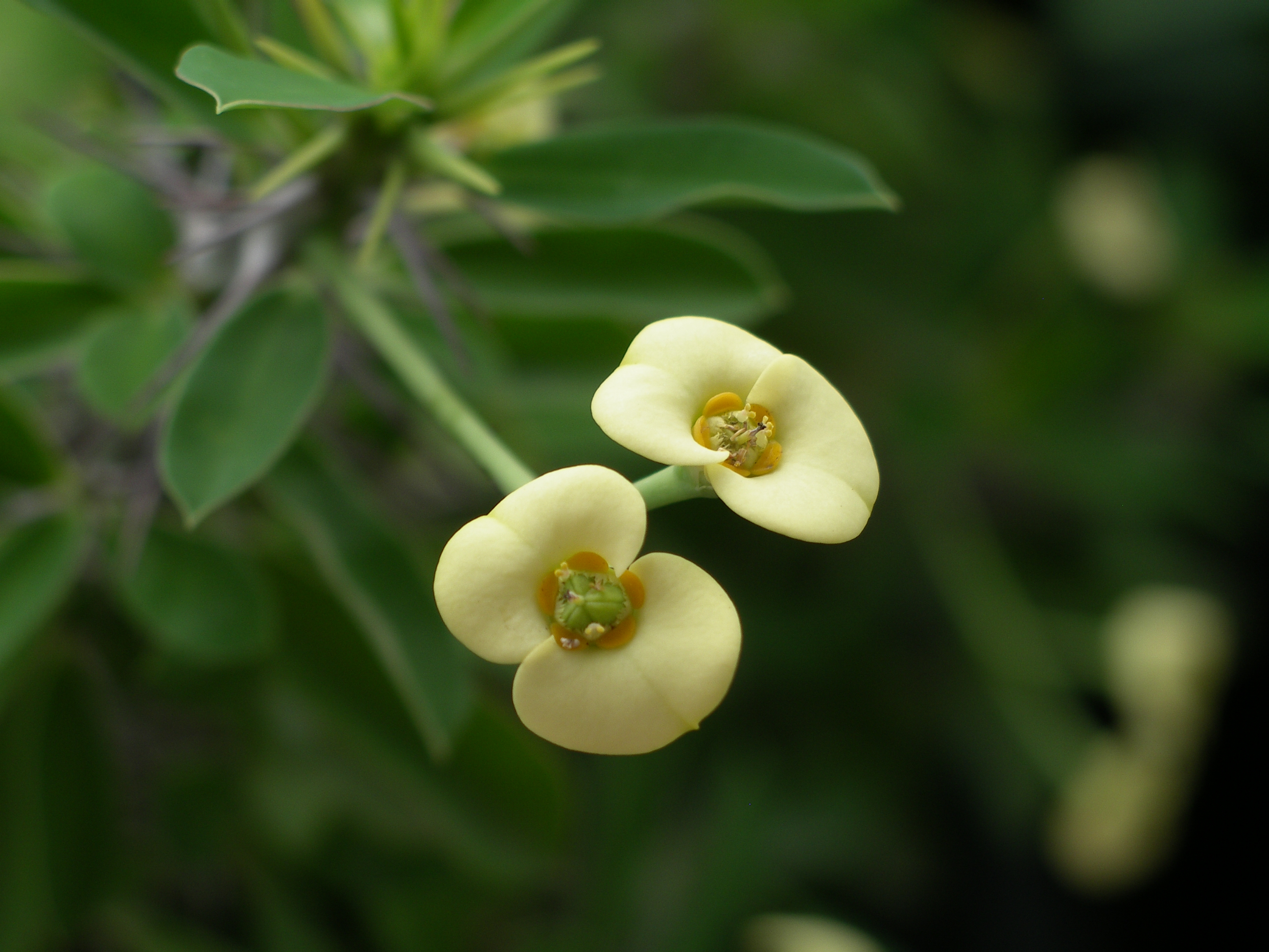 Photography by julianneovie for DesignCrowd (Community Contests) | Design #9087939