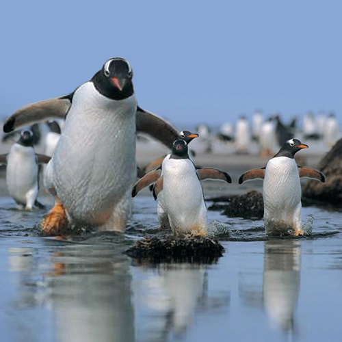 Photoshop-Design von godzillatemple für DesignCrowd (Community Contests) | Design #9089767