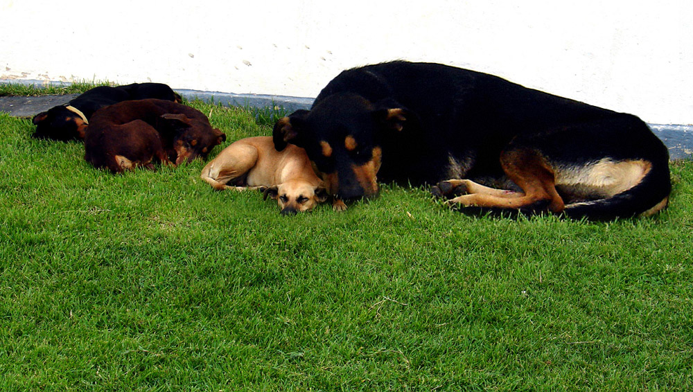 Photoshop Design by mayfae for DesignCrowd (Community Contests) | Design #9089764