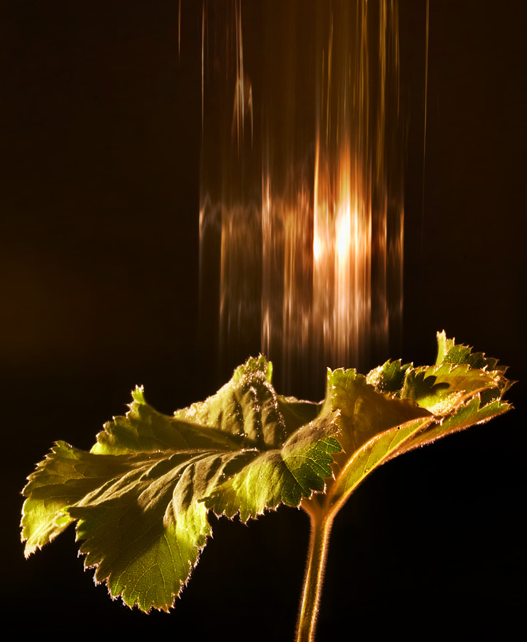 Photography by branie for DesignCrowd (Community Contests) | Design #9088166