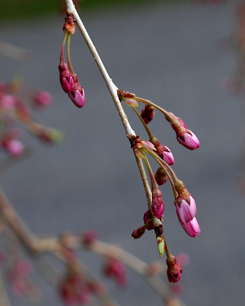 Photographie par jachang pour DesignCrowd (Community Contests) | Design #9088000