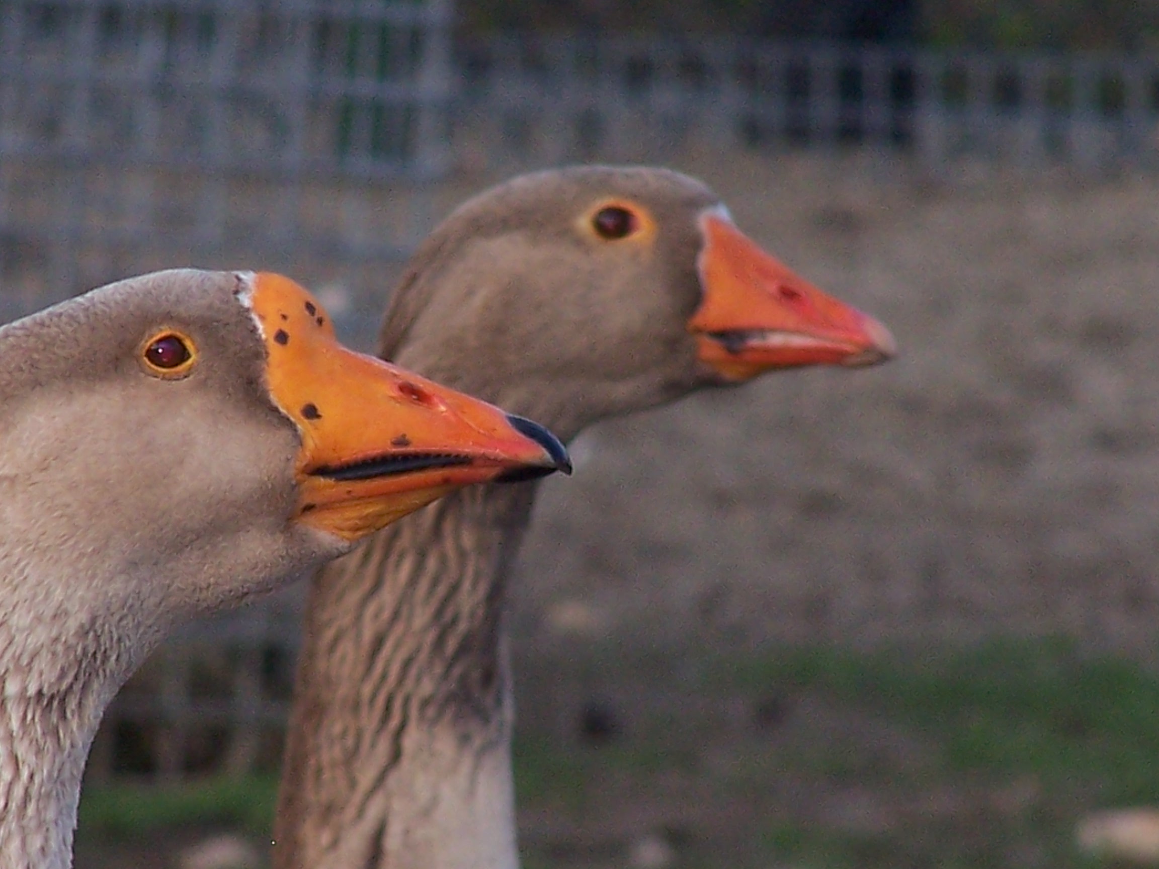 Fotografía por jamairoboo para DesignCrowd (Community Contests) | Diseño #9088002