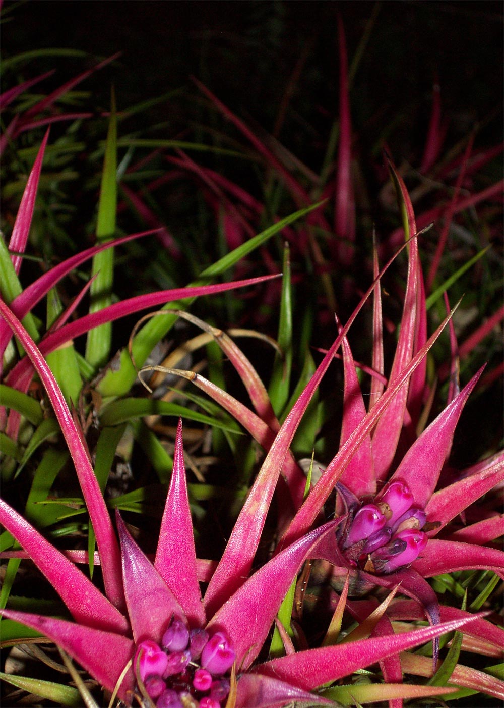 Photography by ozplasmic for DesignCrowd (Community Contests) | Design #9087989