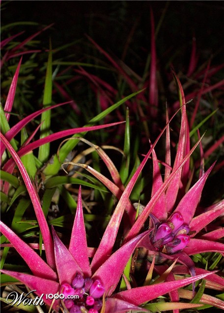 Photography by ozplasmic