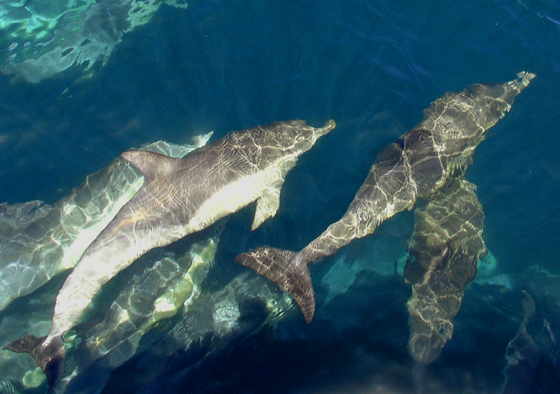 Photography by beckettboots for DesignCrowd (Community Contests) | Design #9088292