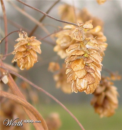 Photography by Apemolecule