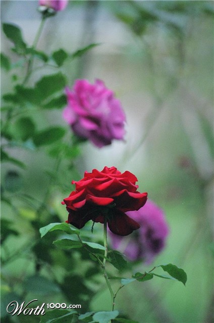 Photography by charismaglo