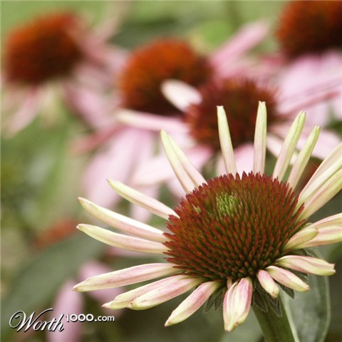 Photography by Pelican