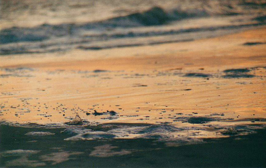 Fotografie von Barnaclese für DesignCrowd (Community Contests) | Design #9064934