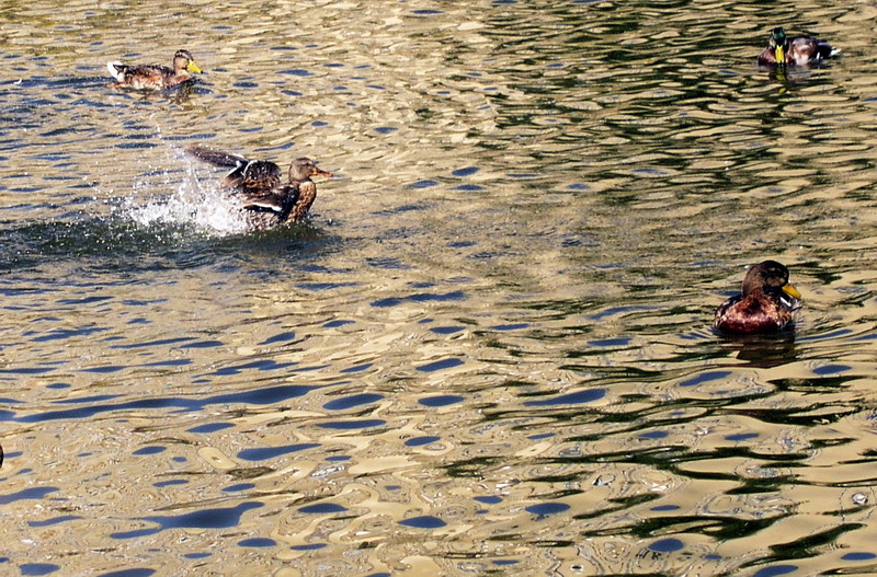 Photography by mzmzmzmz for DesignCrowd (Community Contests) | Design #9064941