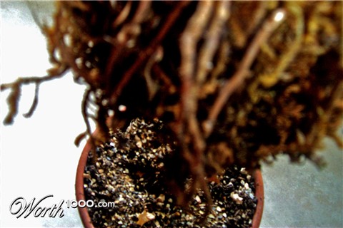 Photography by jasonbank