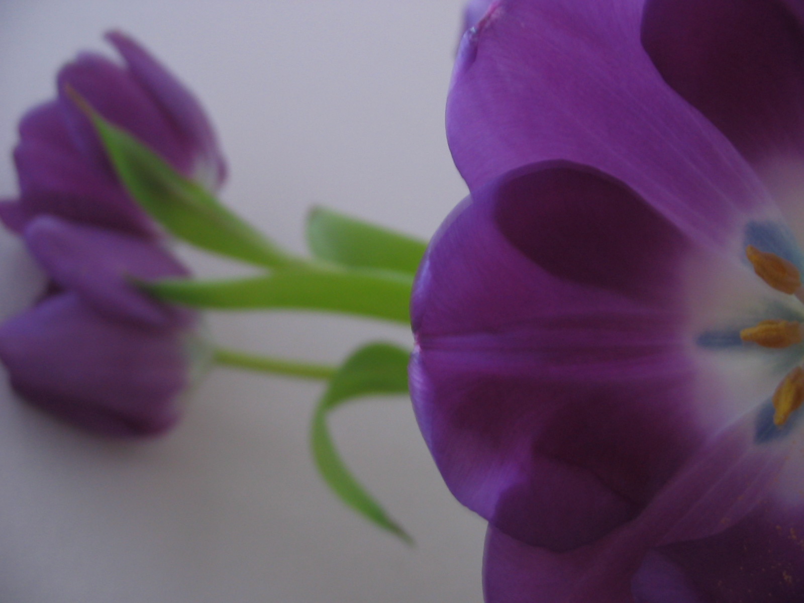 Photography by BabyGRL for DesignCrowd (Community Contests) | Design #9088029