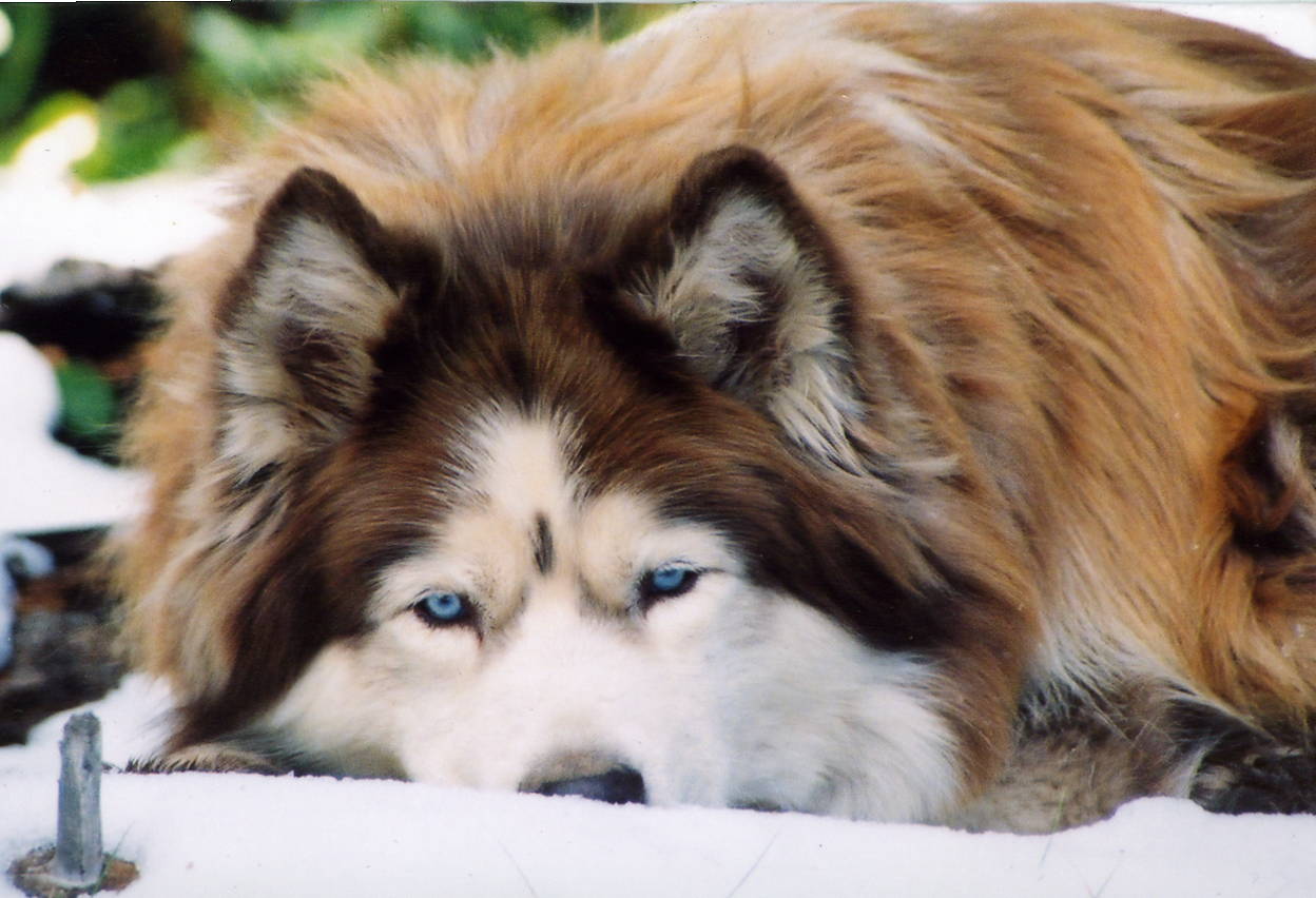 Photography by padoopie for DesignCrowd (Community Contests) | Design #9086982